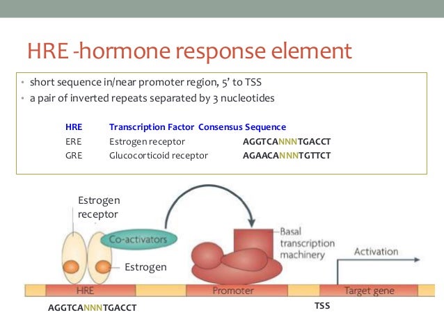 exemple de facteur de transcription