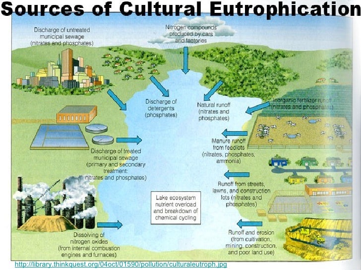 cultural eutrophication essay cultural eutrophication essay
