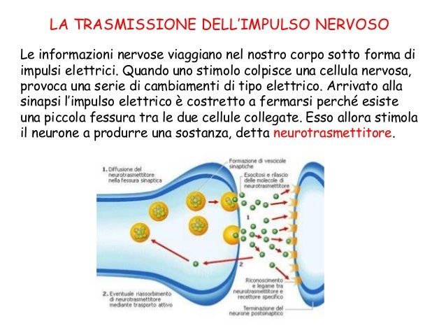 Una Sostanza Che Stimola Il Sistema Nervoso