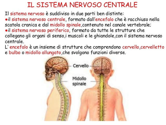 Una Sostanza Che Stimola Il Sistema Nervoso "Il sistema nervoso" di Eva e Lorenza