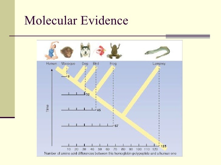 Evidence For Evolution