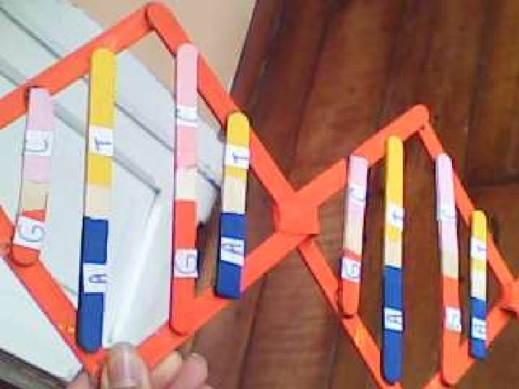 Evidencias maqueta del adn