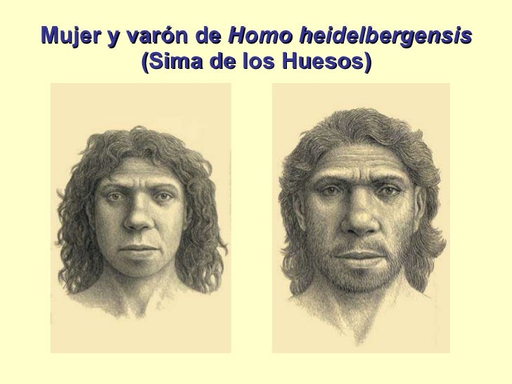 homo sapiens neanderthalensis essay homo sapiens neanderthalensis essay