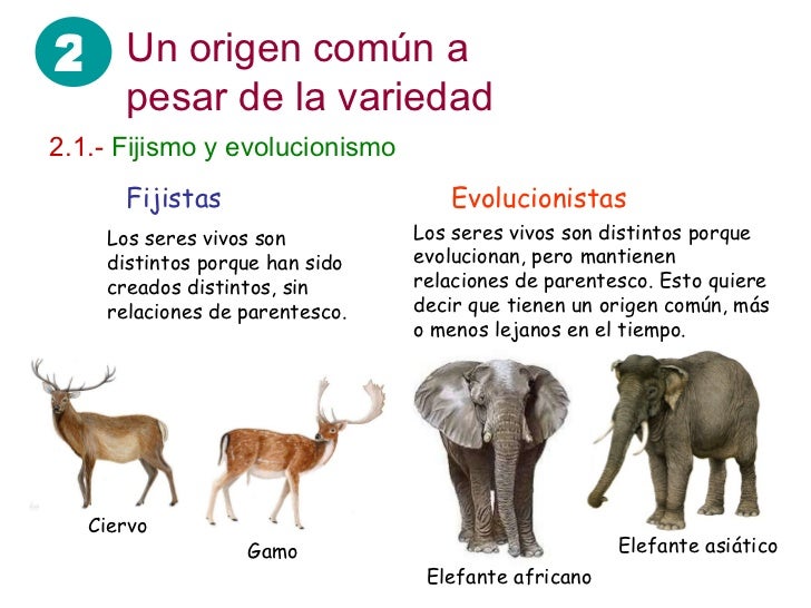 Un origen común a pesar de la variedad 2.1.-   Fijismo y evolucionismo Fijistas Evolucionistas Los seres vivos son distint...