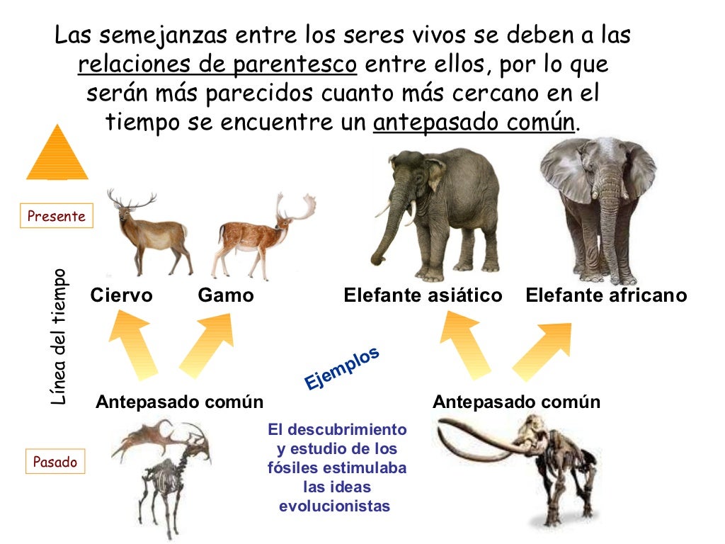 Biodiversidad de las Especies Explicando más a fondo ancestro común, teorías evolutivas Biodiversidad de las Especies Explicando más a fondo ancestro común, teorías evolutivas