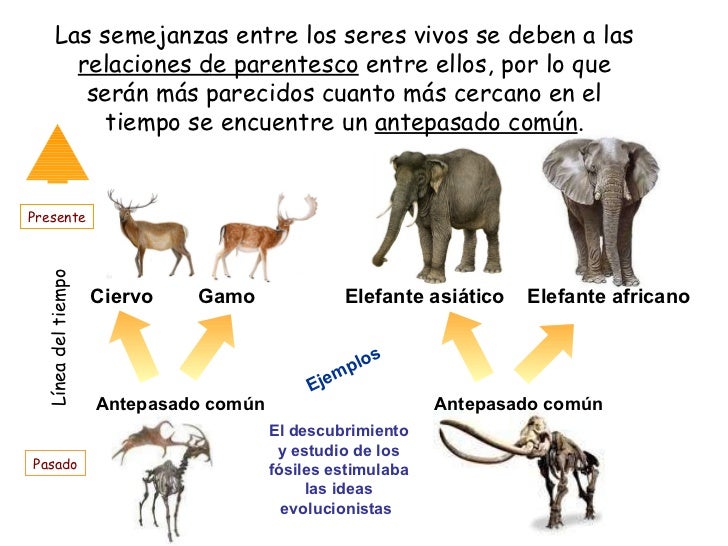 Las semejanzas entre los seres vivos se deben a las  relaciones de parentesco  entre ellos, por lo que serán más parecidos...