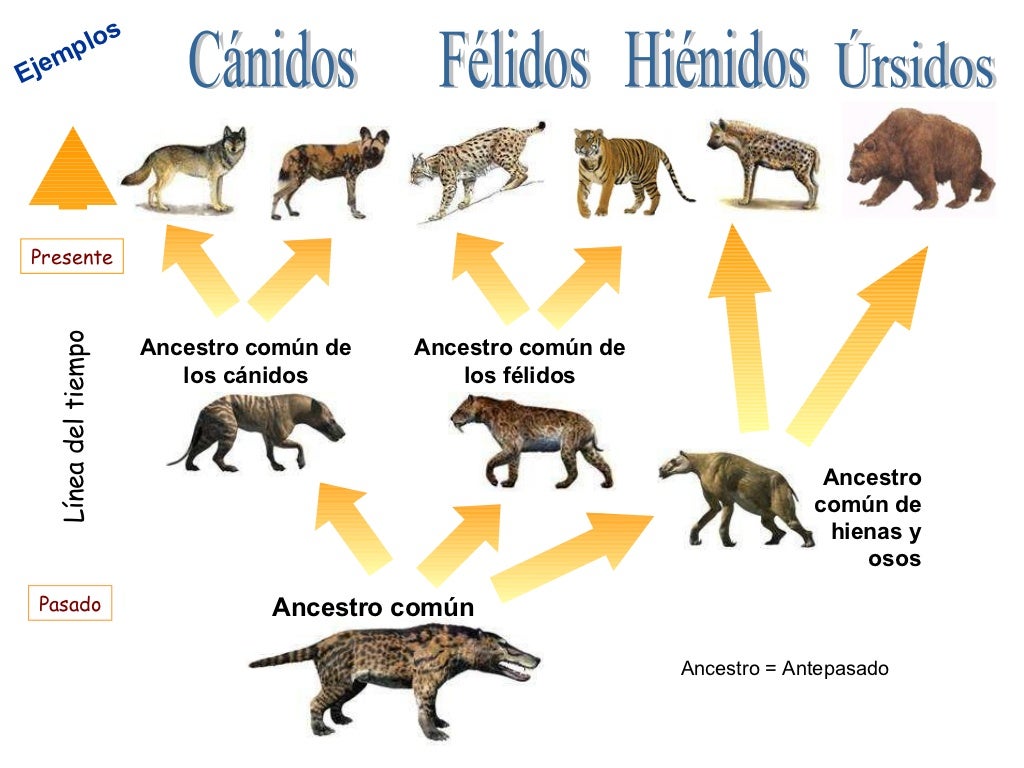 Biodiversidad de las Especies Explicando más a fondo ancestro común, teorías evolutivas Biodiversidad de las Especies Explicando más a fondo ancestro común, teorías evolutivas