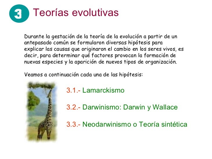 Teorías evolutivas 3.1.-   Lamarckismo 3.2.-  Darwinismo: Darwin y Wallace 3.3.-  Neodarwinismo o Teoría sintética Durante...