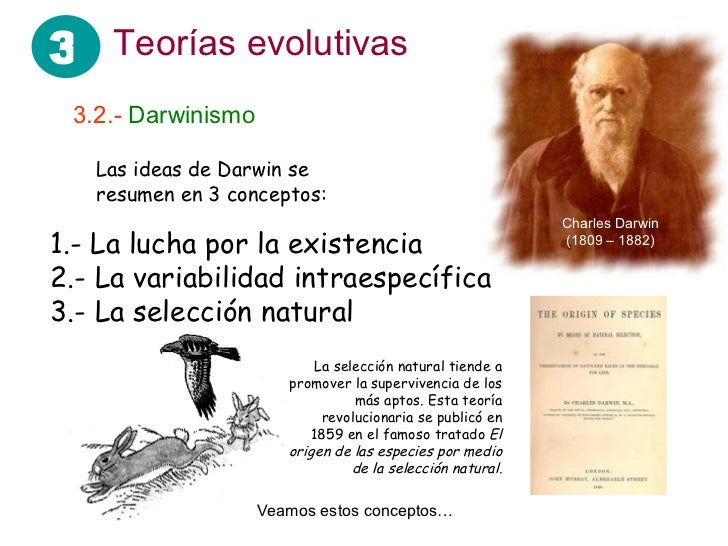 Teorías evolutivas 3.2.-  Darwinismo 1.- La lucha por la existencia 2.- La variabilidad intraespecífica 3.- La selección n...