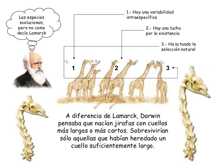 Teoria De Darwin Sobre Las Jirafas es.slideshare.net