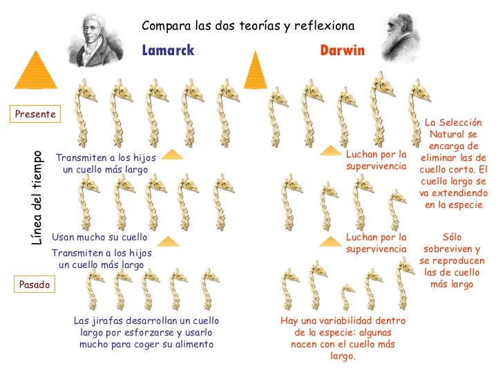 Las jirafas desarrollan un cuello largo por esforzarse y usarlo mucho para coger su alimento Lamarck Darwin Compara las do...