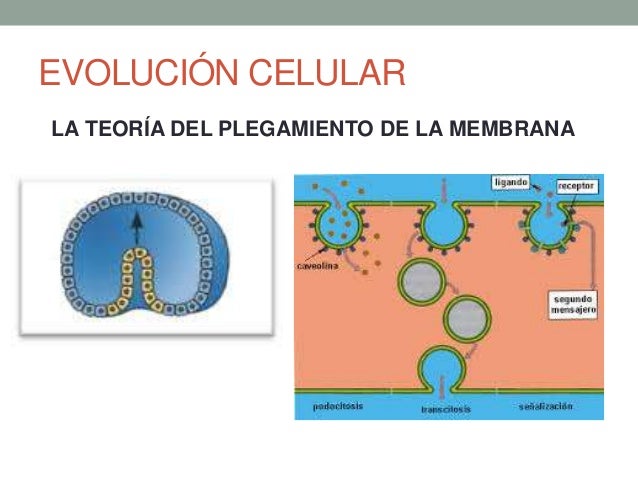 Evolución celular