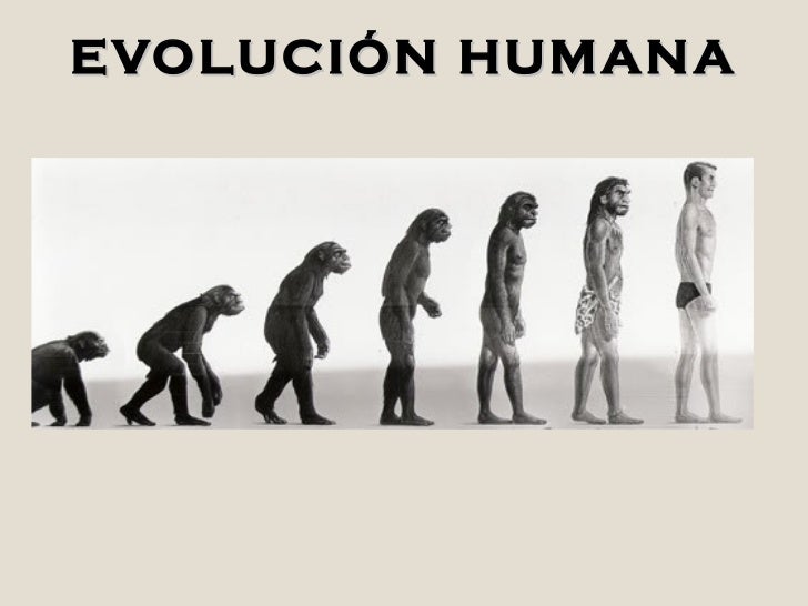 Etapas De La Evolucion Humana By Lancelot Sampieri Moreno Images