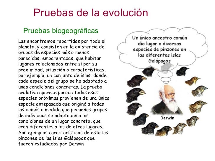 Evolución 2.- Pruebas evolutivas