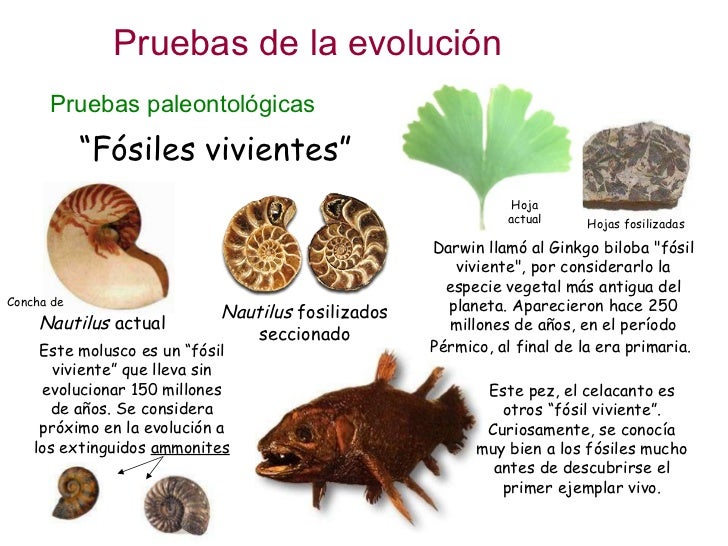 Que Pruebas Existen De La Evolucion De Las Especies es.slideshare.net