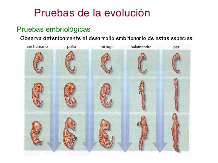 SITUACION SOCIO ECONOMICA FINANCIERA - Página 5 Evolucin-2-pruebas-evolutivas-24-728