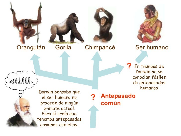 El origen de la especie humana