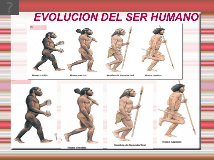 EVOLUCION DEL SER HUMANO evolucion del ser humano: