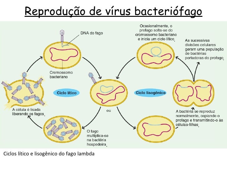 Descreva Resumidamente O Ciclo De Um Vírus