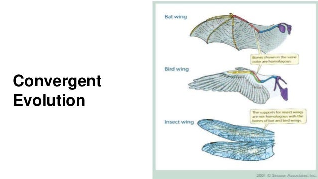 evolution a convergent evolution homology analogy homoplasy venn diagram