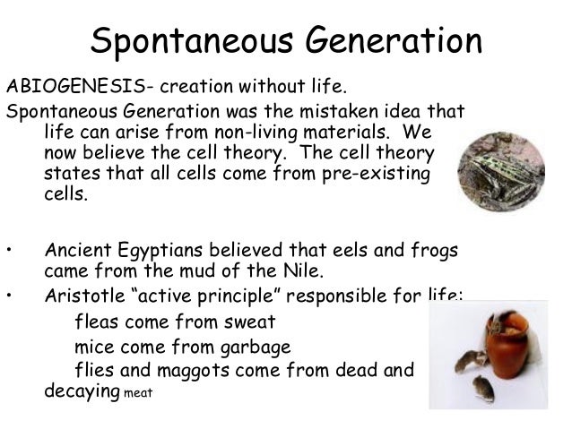 image gallery: spontaneous life