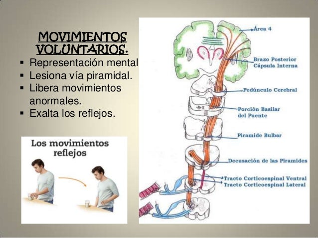 Examen del sistema nervioso