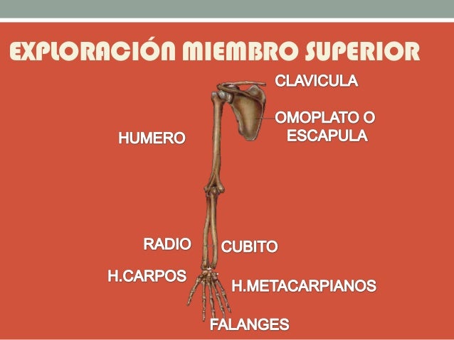 EXPLORACIÓN MIEMBRO SUPERIOR
 