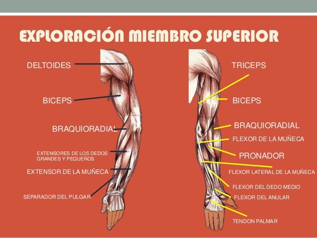 EXPLORACIÓN MIEMBRO SUPERIOR
TRICEPS
BICEPS
BRAQUIORADIAL
FLEXOR DE LA MUÑECA
PRONADOR
FLEXOR LATERAL DE LA MUÑECA
FLEXOR ...