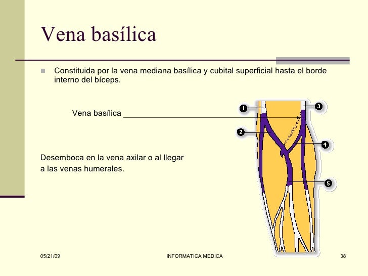 Miembro superior anatomia