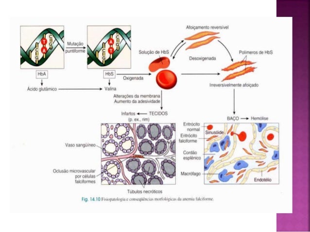 Exames para anemia