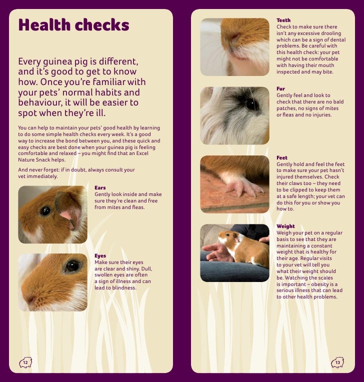 Guinea Pig Care Guide