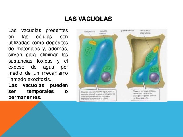 Como El Paramecio Controla El Exceso De Agua