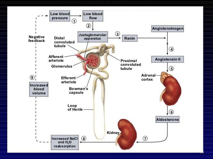 the excretory function of the kidney перевод