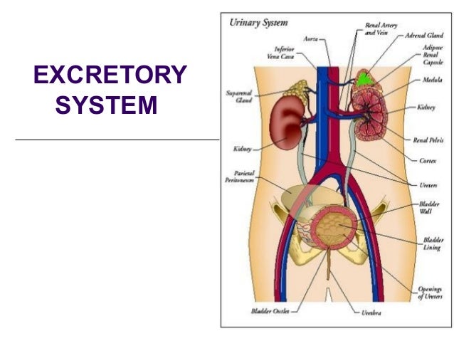 diagram of excretory system human excretory system diagram human get free image diagram of excretory system human excretory system diagram human get free image