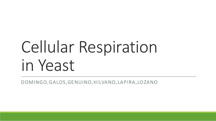 ib biology how ph affects rate of respiration in yeast Ib biology/the chemistry of life replication 16 transcription and translation 17 cell respiration 18 photosynthesis temperature, ph and substrate concentration all affect the rate at which thus the more substrate the higher the rate biotechnology companies culture the yeast and extract the enzyme in order to. ib biology how ph affects rate of respiration in yeast Ib biology/the chemistry of life replication 16 transcription and translation 17 cell respiration 18 photosynthesis temperature, ph and substrate concentration all affect the rate at which thus the more substrate the higher the rate biotechnology companies culture the yeast and extract the enzyme in order to.