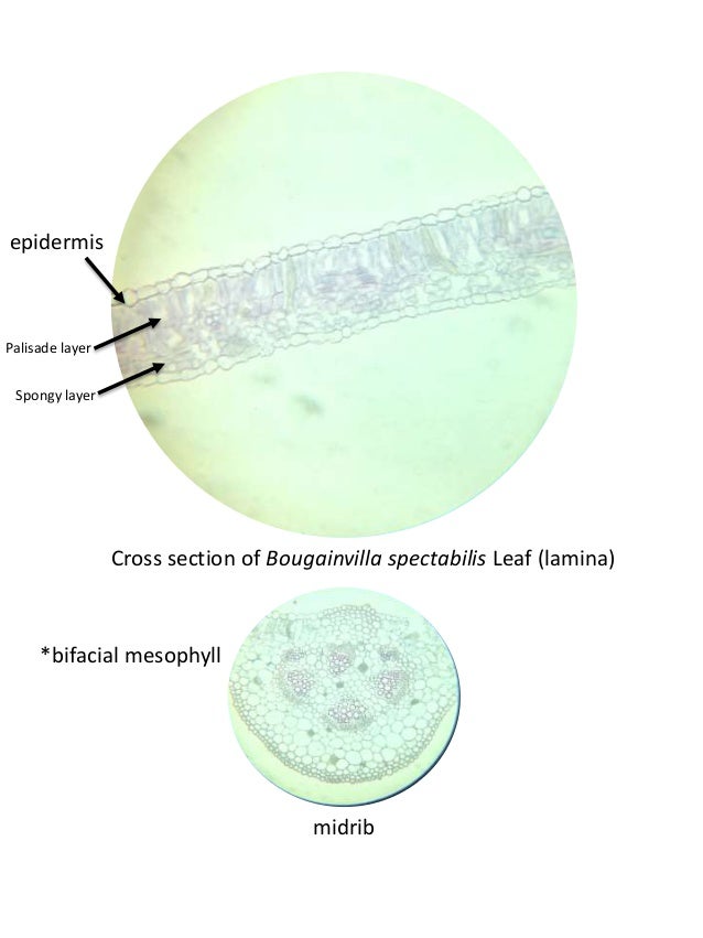 Exercise 15 leaf anatomy