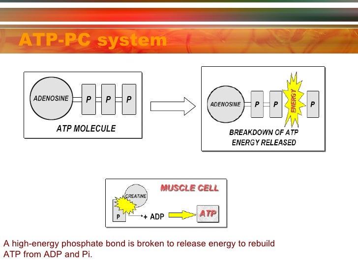 Glycolytic system is also known as picture