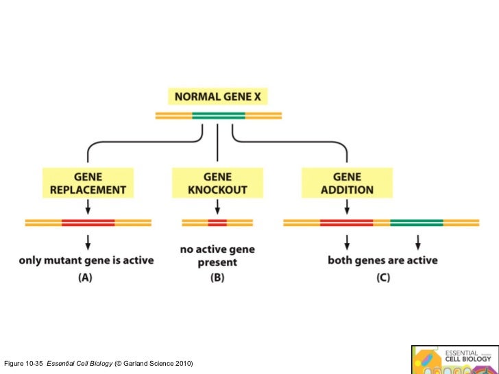 biology essential developmental
