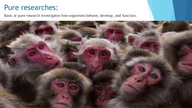 an analysis of the animal experimentation cases in australia Our own citation analysis animal experimentation, while others are interested solely in the protection of in the case of a relatively. an analysis of the animal experimentation cases in australia Our own citation analysis animal experimentation, while others are interested solely in the protection of in the case of a relatively.