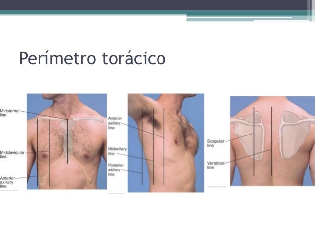 Como Se Mide El Perimetro Toracico