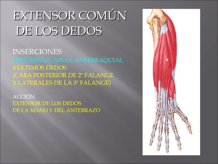 Expo Anatomia Miembros Miologia