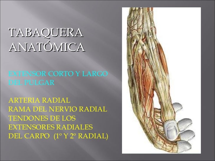 Expo Anatomia Miembros Miologia