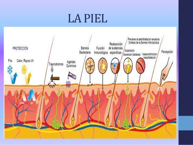 El enderezamiento de los cabello el mejor medio