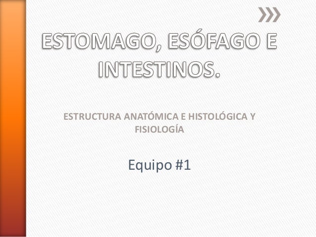 FISIOLOGIA ANATOMIA ESTOMAGO fisiologia anatomia estomago:
