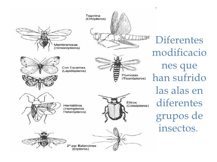 el vuelo de los insectos