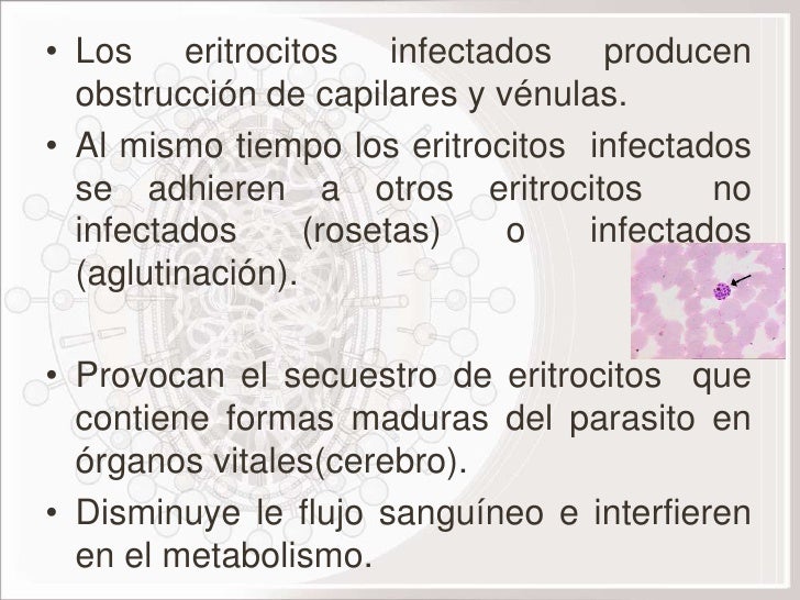 Las lombrices que llaman la alergia