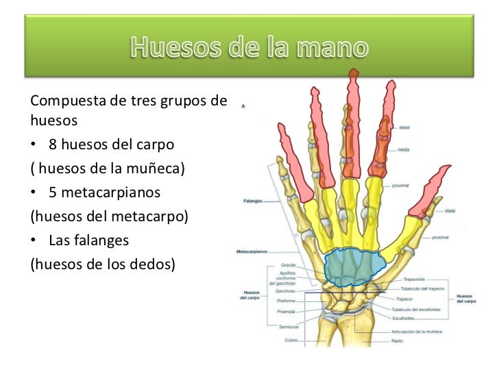 Anatomía Muñeca