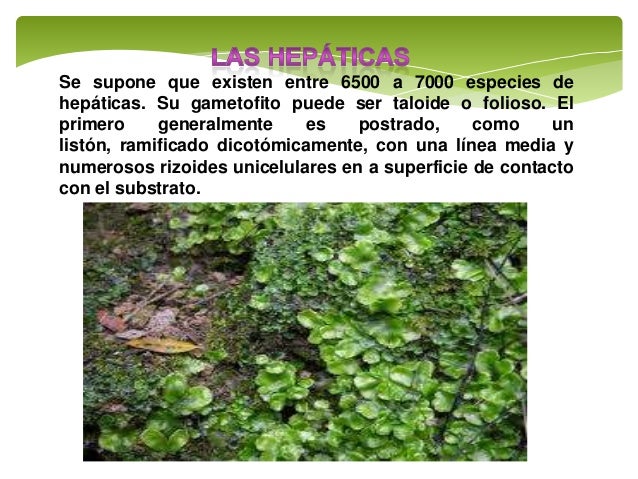 musgos, hepáticas y helechos musgos, hepáticas y helechos