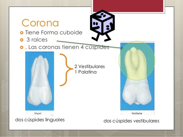 Cuantas Cuspides Tiene El Primer Molar Superior