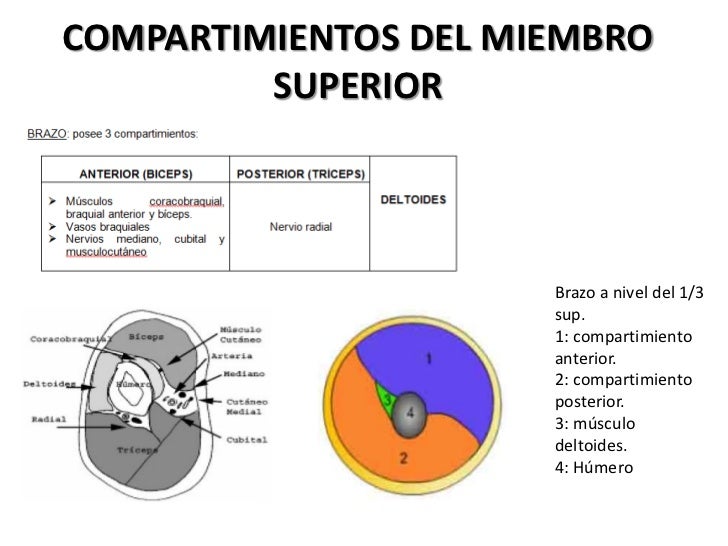 Una pequeña muchacha y el miembro grande i